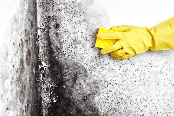 Best Home Mold Removal  in Columbia, PA