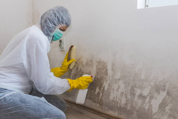Best Mold Damage Repair  in Columbia, PA