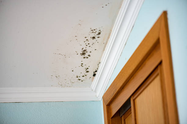 Professional Mold Removal in Columbia, PA
