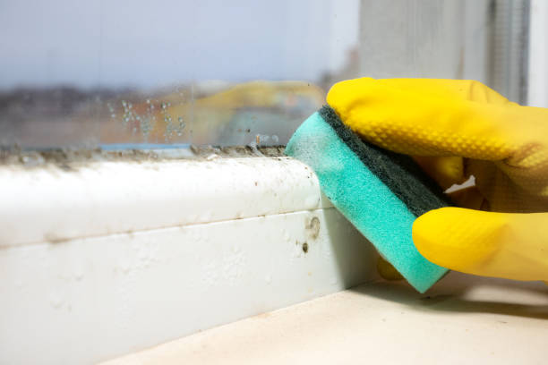 Best Black Mold Removal  in Columbia, PA