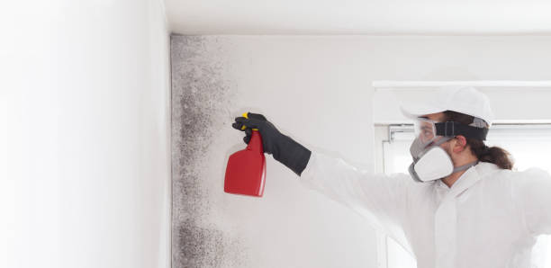 Best Mold Remediation  in Columbia, PA
