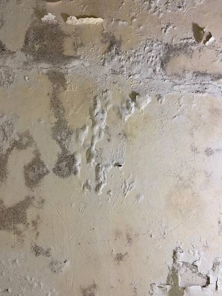 Best Crawl Space Mold Removal  in Columbia, PA