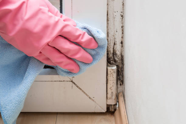 Certified Mold Removal in Columbia, PA